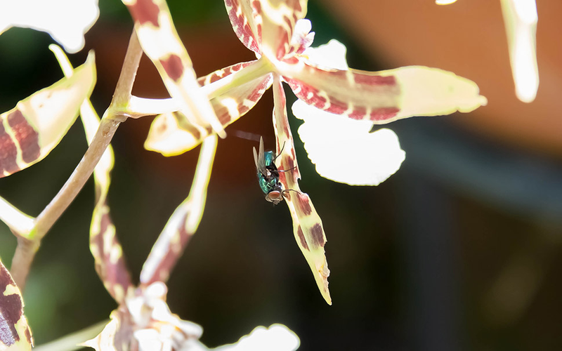 Illustration for article titled Shooting Challenge: Bugs 3